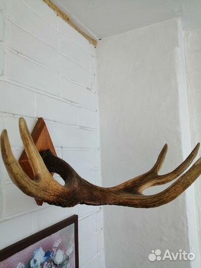 Рога лося