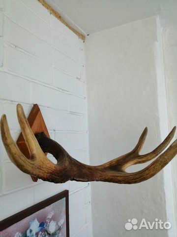 Рога лося