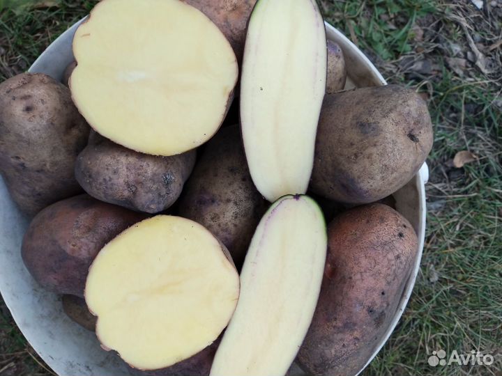 Продам картофель урожай 2023