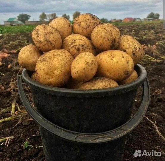 Продам картофель