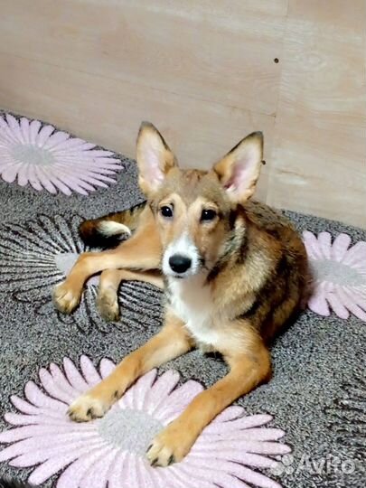 Щенок подросток