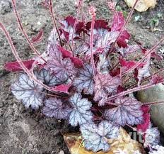 Гейхера гибридная Neptun (Нептун)