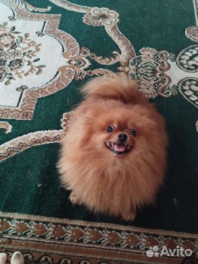 Щенки шпица