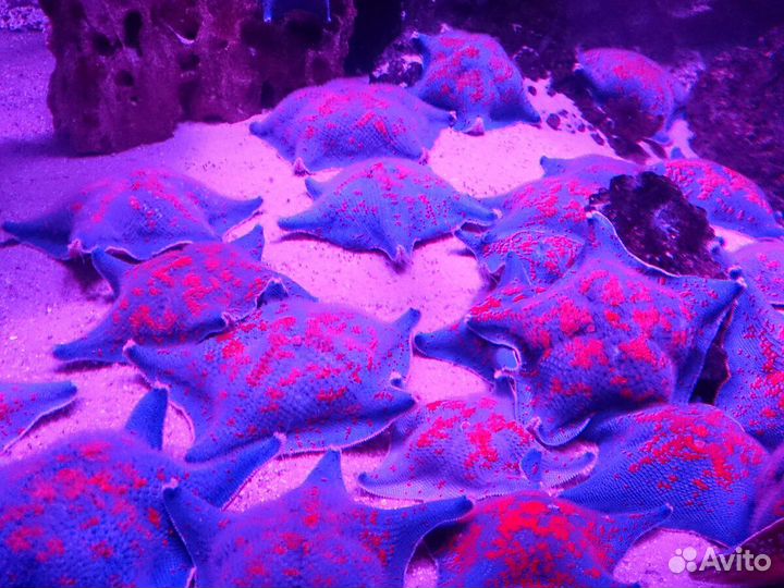 Москвариум билеты