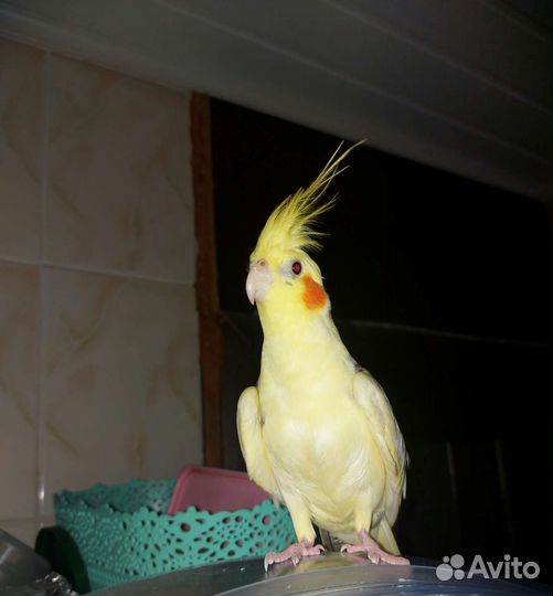 Попугай корелла