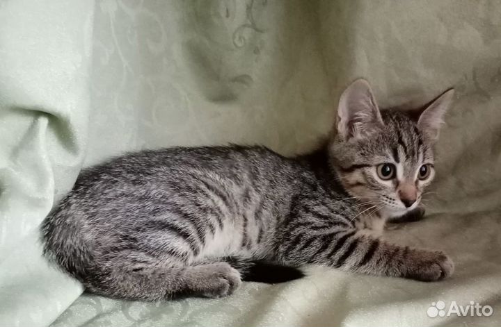 Котенок полосатик в добрые руки