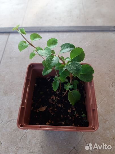 Гортензия черешковая Петиоларис