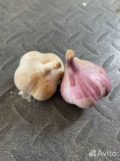 Чеснок фермерский