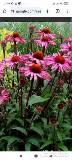 Эхинацея
