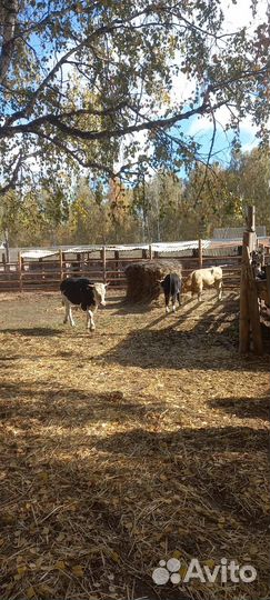 Бычки на доращивание