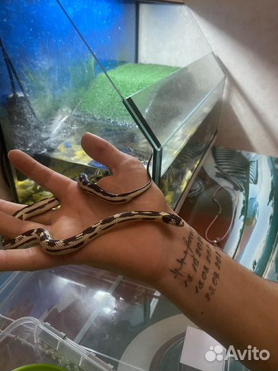Змея с террариумом