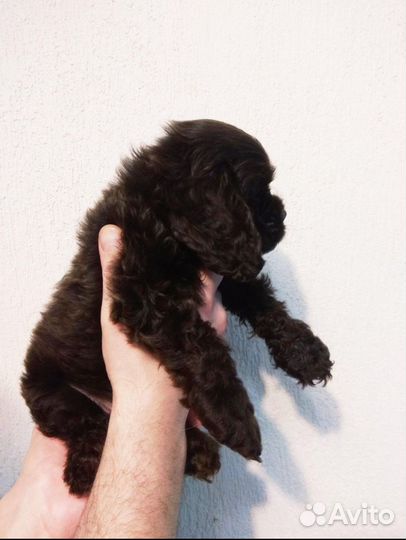 Вязка американский кокер спаниель