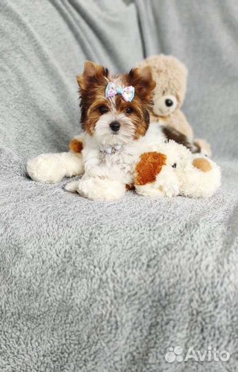 Мальчики и Девочки