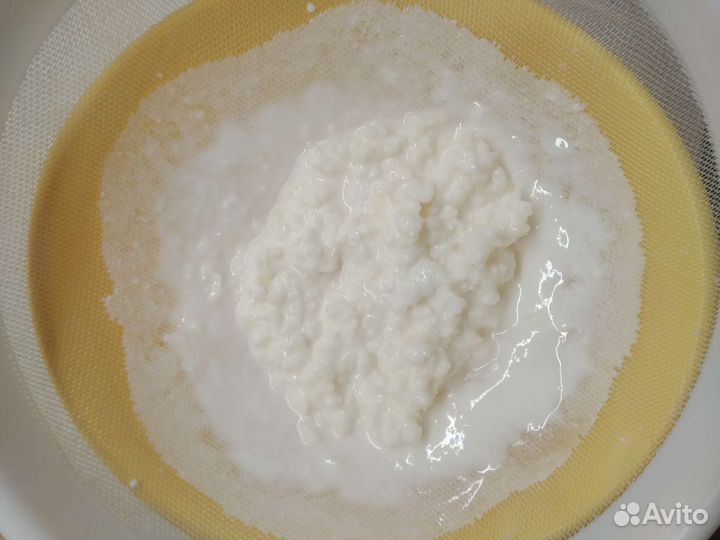 Тибетский кефирный (молочный) гриб