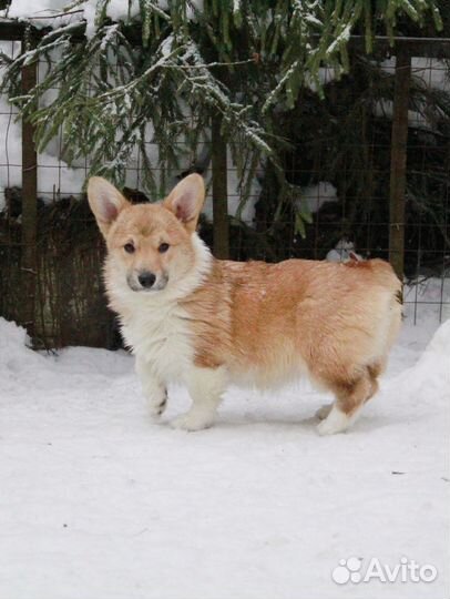 Вельш-корги пемброк