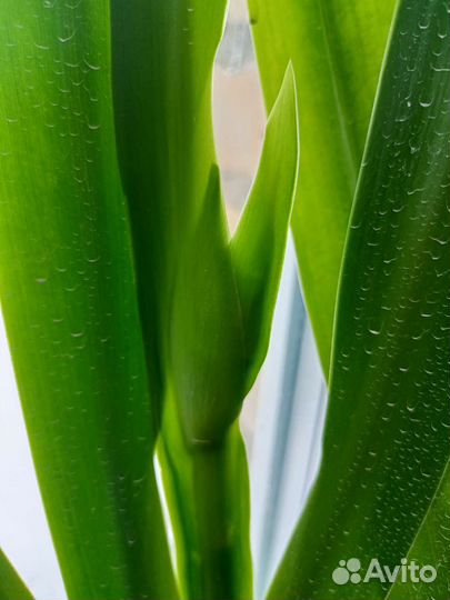 Неомарика- ирис