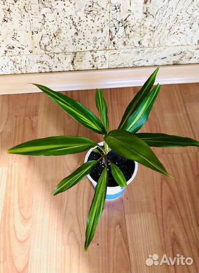 Кордилина Киви