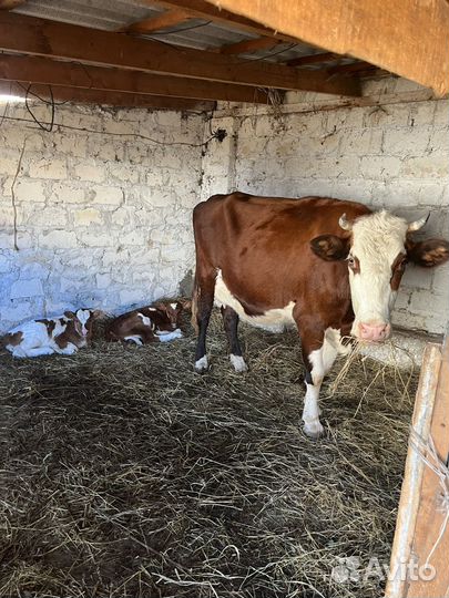 Корова дойная с бычком