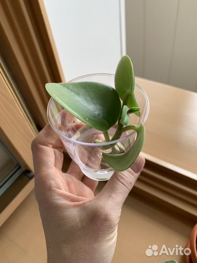 Пеперомия ховария бархатная