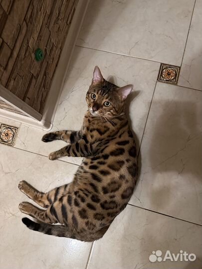 Бенгальский кот