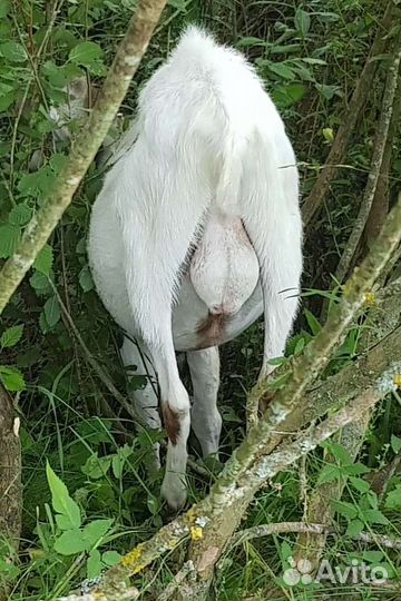 Англо нубийские козы