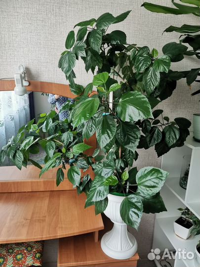 Гибискус или китайская роза