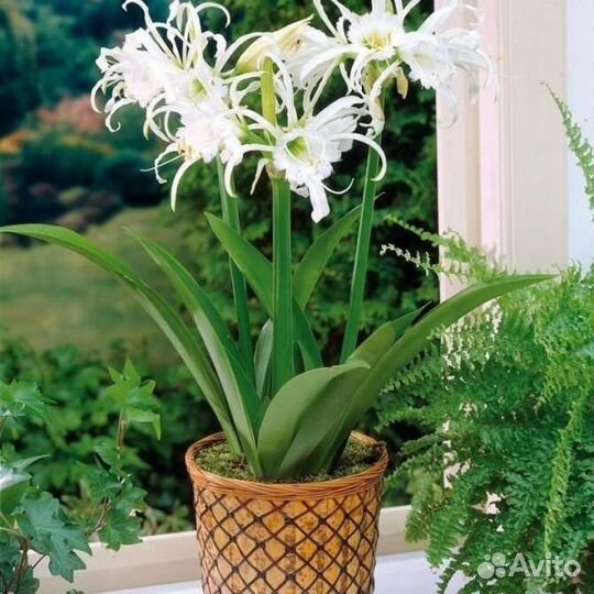 Гименокаллис луковицы