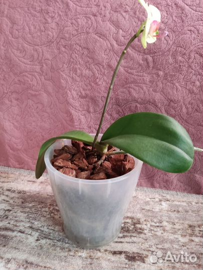 Орхидея фаленопсис