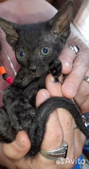 Котята сфинкс браш