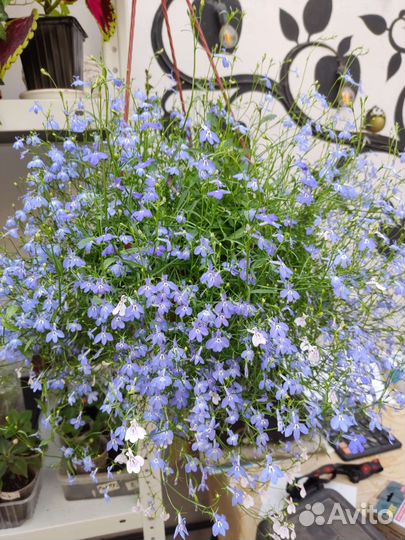 Кашпо и черенки бегонии ампельной, колеуса, батата