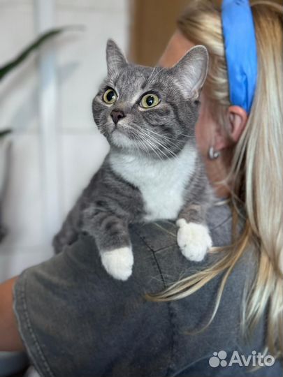 Ваниль - кошка из приюта