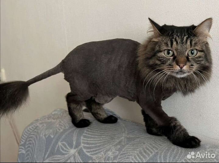 Стрижка животных