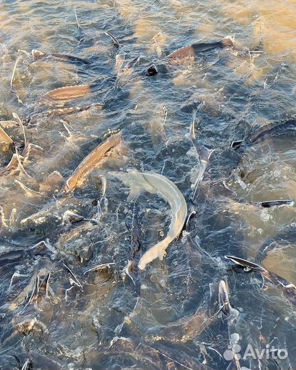 Икра аквакультуры Свежая рыба