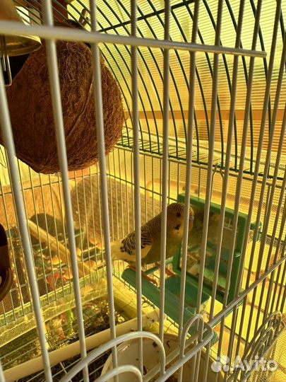 Волнистый попугай с клеткой мальчик