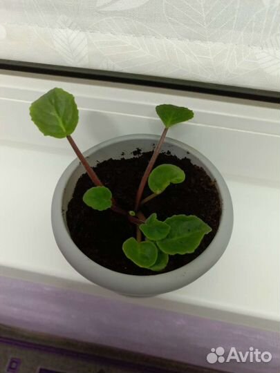 Фиалка в горшках