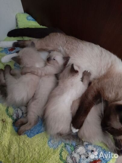 Сиамские котята