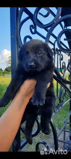 Восточноевропейская овчарка