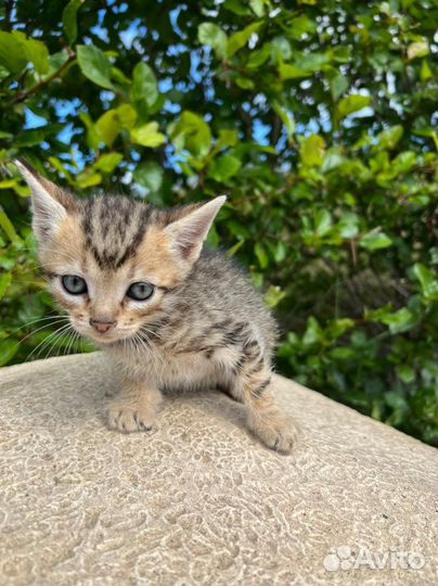 Котенок 1,5 месяца