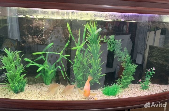 Рыба попугай