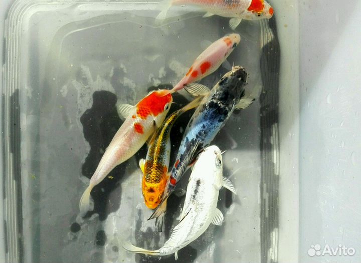 Карпы кои для вашего пруда