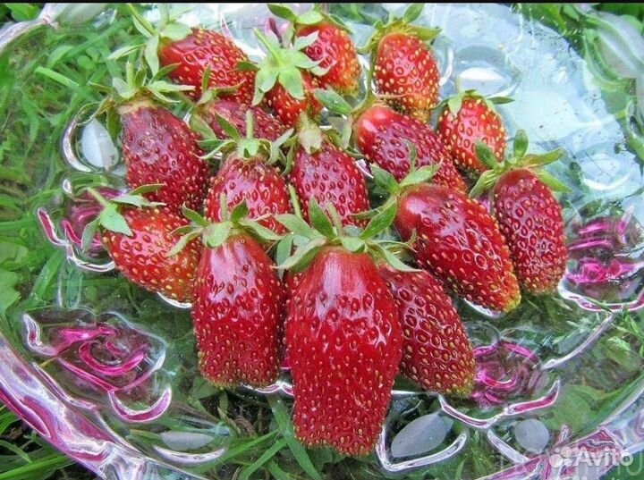 Саженцы клубники сорт 