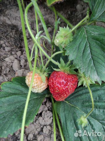 Рассада клубники