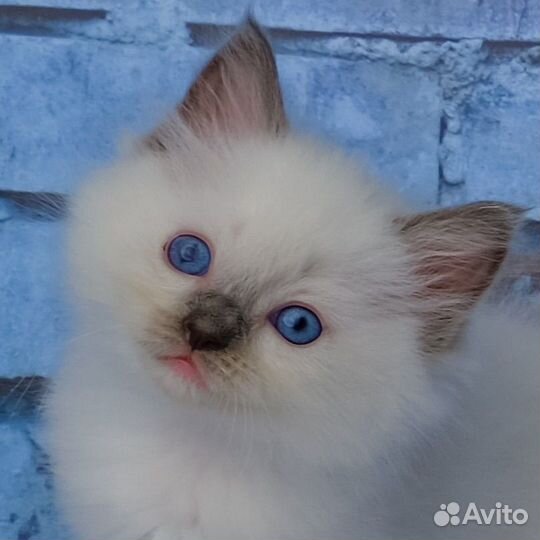 Ragdoll девочка Жу жу