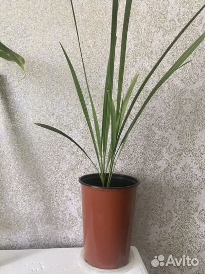 Комнатные цветы пальма финиковая