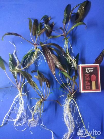 Криптокарина