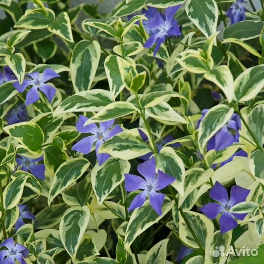 Барвинок вариегата