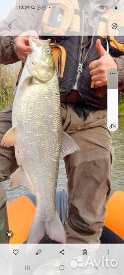 Жерех астраханский