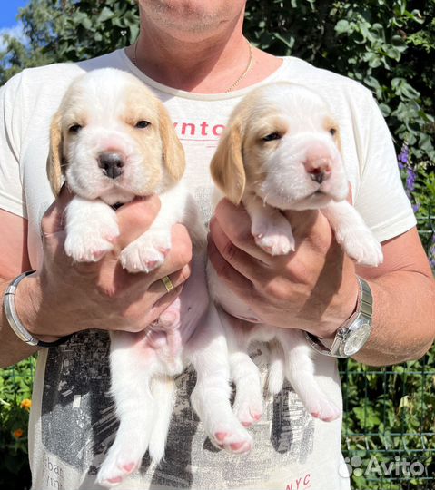 Бигль щенки питомник Симоналенд