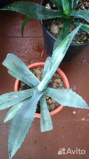 Агава голубая