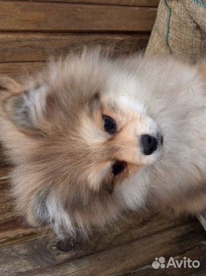 Щенок померанцкий немецкий щпиц